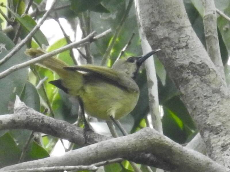 Plain-backed Sunbird, Photos 2