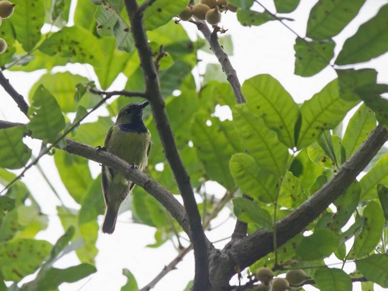 Plain-backed Sunbird