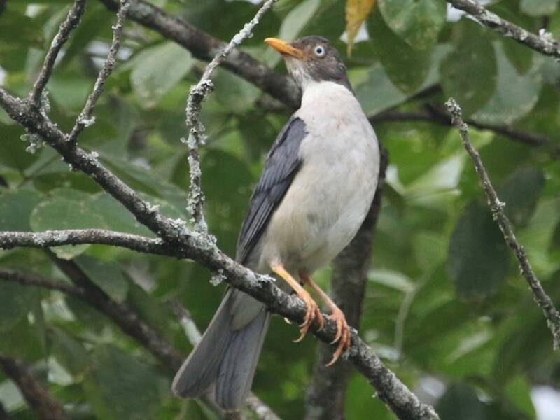 Tordo dorsoplumbeo, Foto 3