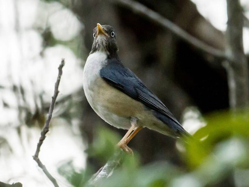 Tordo dorsoplumbeo, Foto 2