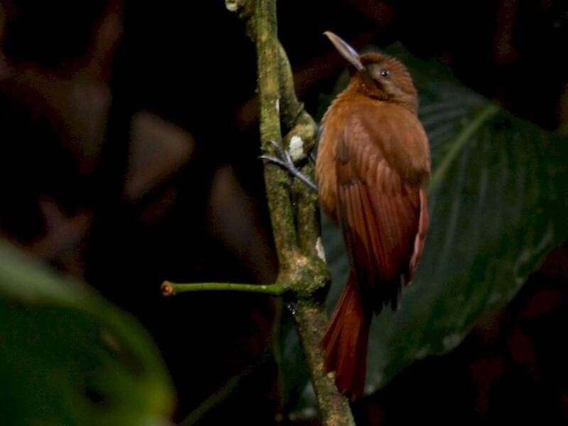 Plain-brown Woodcreeper