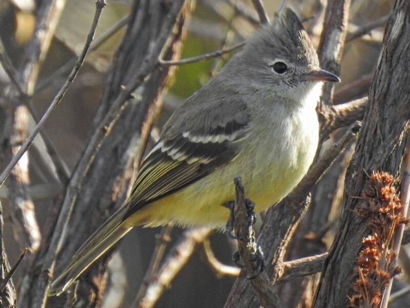 Plain-crested Elaenia, 照片 3