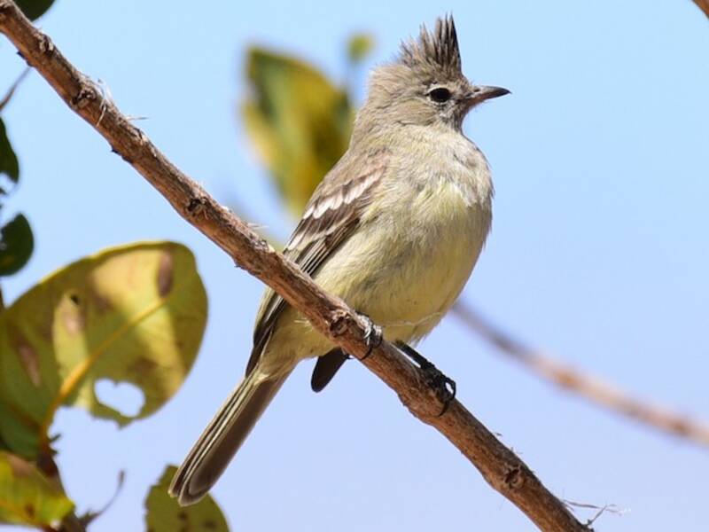 Plain-crested Elaenia, 照片 4