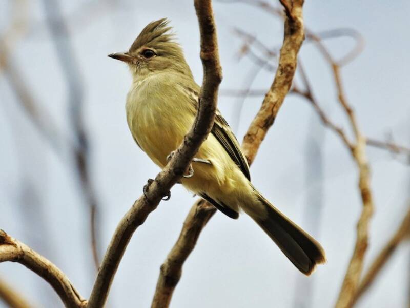 Plain-crested Elaenia, 照片 2