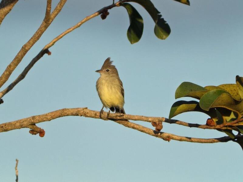Plain-crested Elaenia