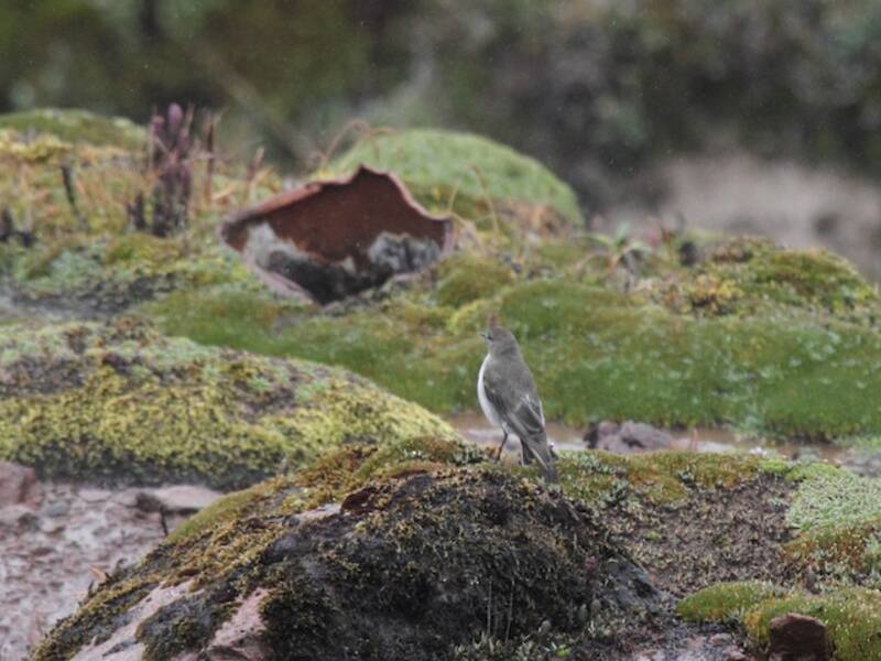 Plain-capped Ground-Tyrant