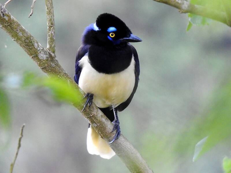 Plush-crested Jay, 照片 3