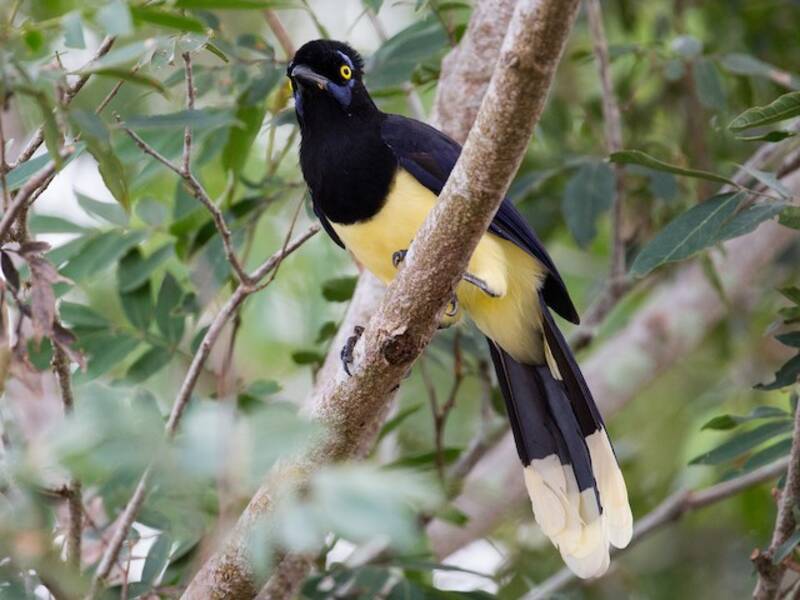 Plush-crested Jay, 照片 4