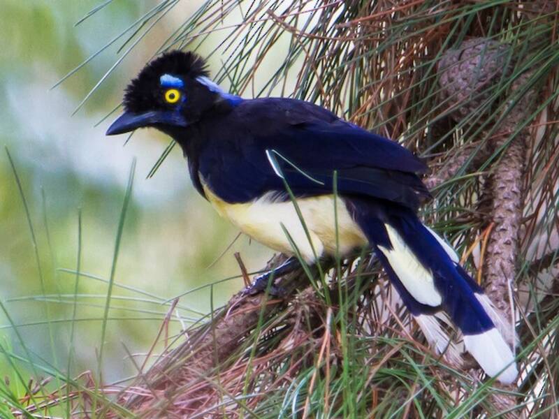 Plush-crested Jay