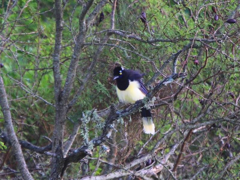 Plush-crested Jay, 照片 2