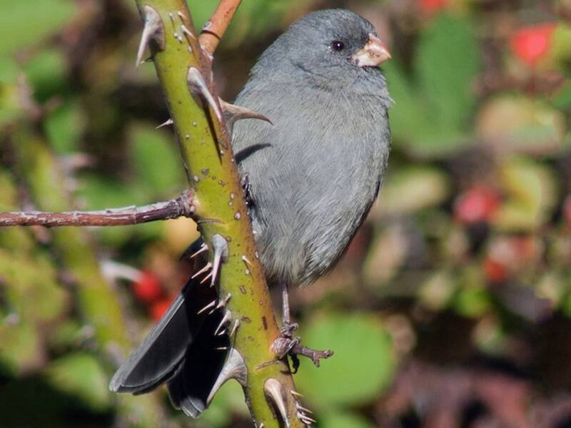 Plain-colored Seedeater