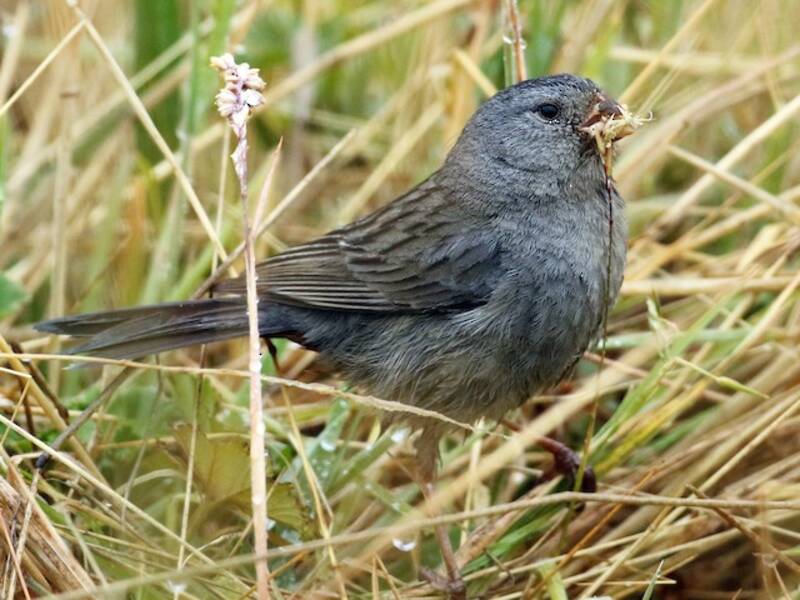 Plain-colored Seedeater, Photos 3