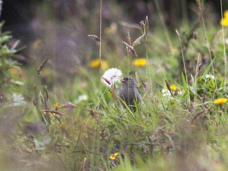 Plain-colored Seedeater, Photos 2