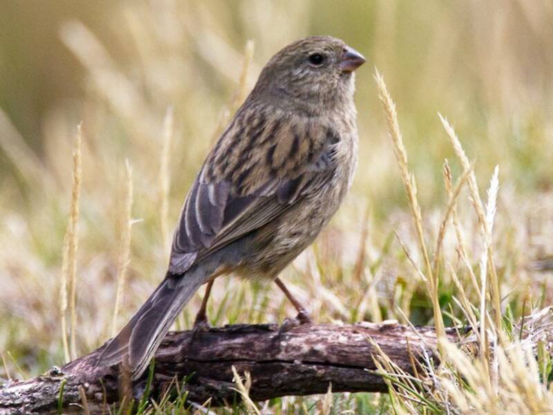 Plain-colored Seedeater, Photos 4