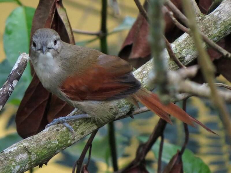 Plain-crowned Spinetail, Photos 3