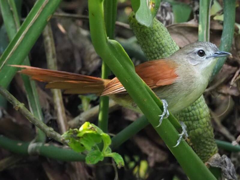 Plain-crowned Spinetail, Photos 4