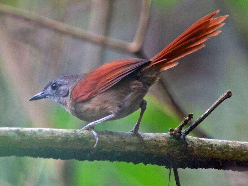 Plain-crowned Spinetail
