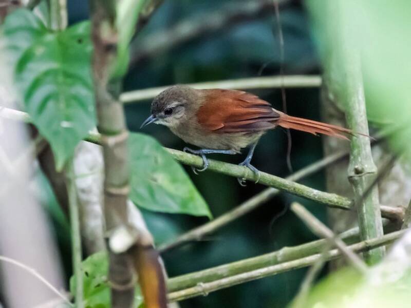 Plain-crowned Spinetail, Photos 2