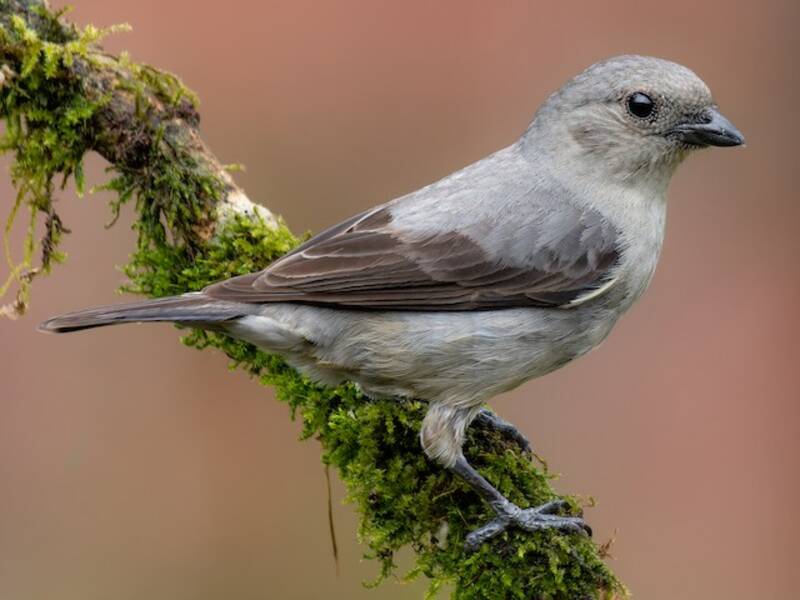 Plain-colored Tanager, Photos 3