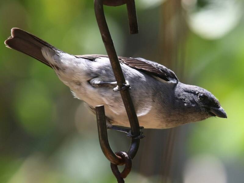 Plain-colored Tanager, Photos 2