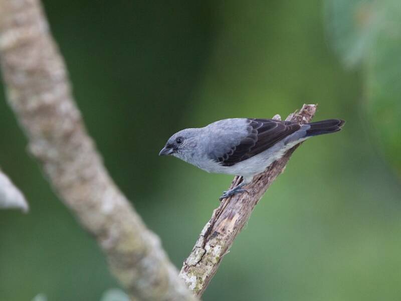 Plain-colored Tanager