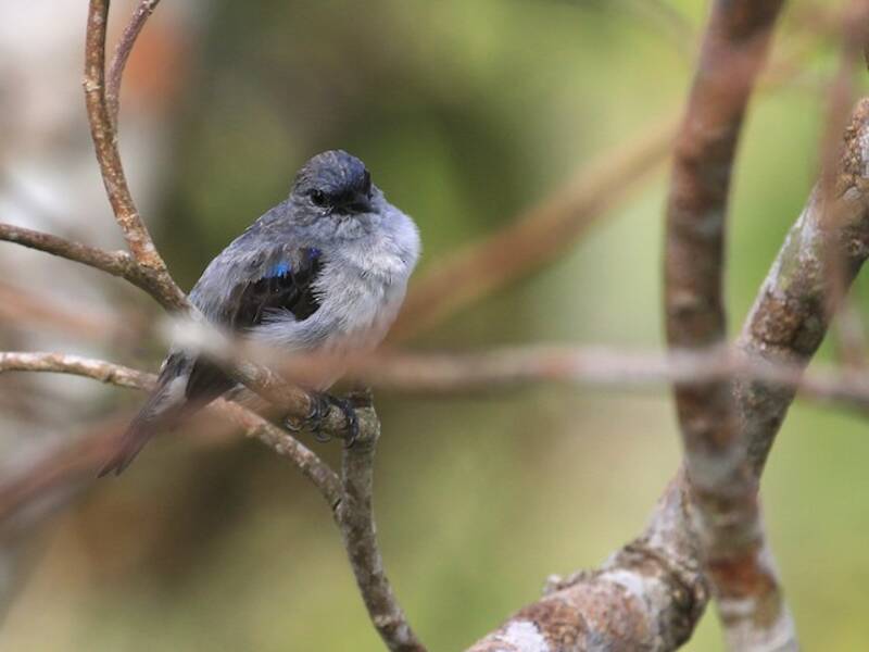 Plain-colored Tanager, Photos 4