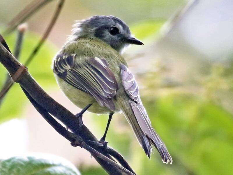 Plumbeous-crowned Tyrannulet, 照片 3