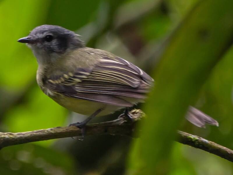 Plumbeous-crowned Tyrannulet, 照片 2