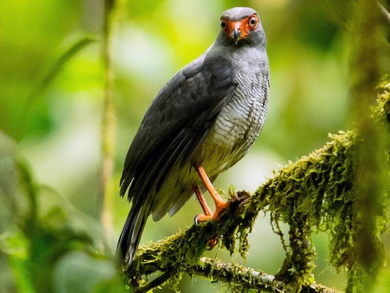 Plumbeous Forest-Falcon, 照片 4