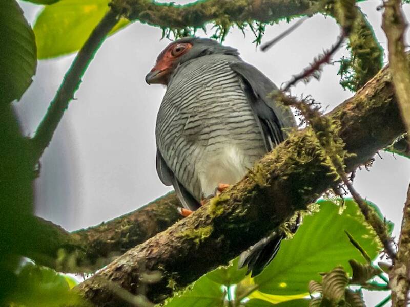 Plumbeous Forest-Falcon, 照片 3