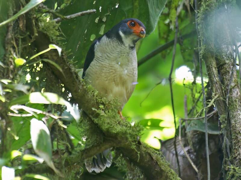 Plumbeous Forest-Falcon, 照片 2