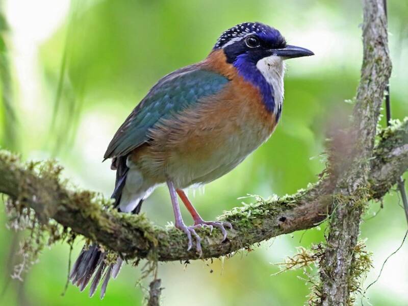 Pitta-like Ground-Roller, Photos 4