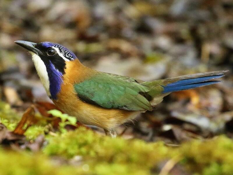 Pitta-like Ground-Roller, Photos 2