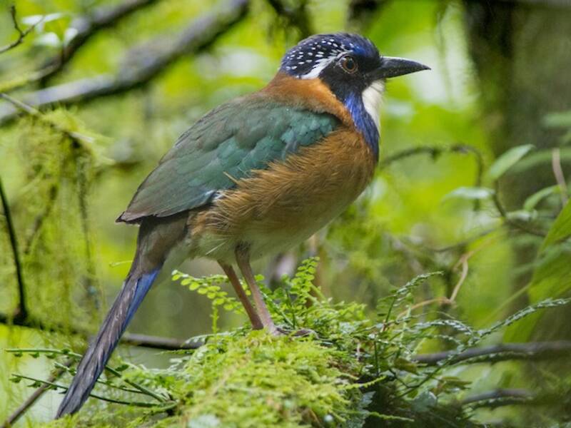 Pitta-like Ground-Roller, Photos 3