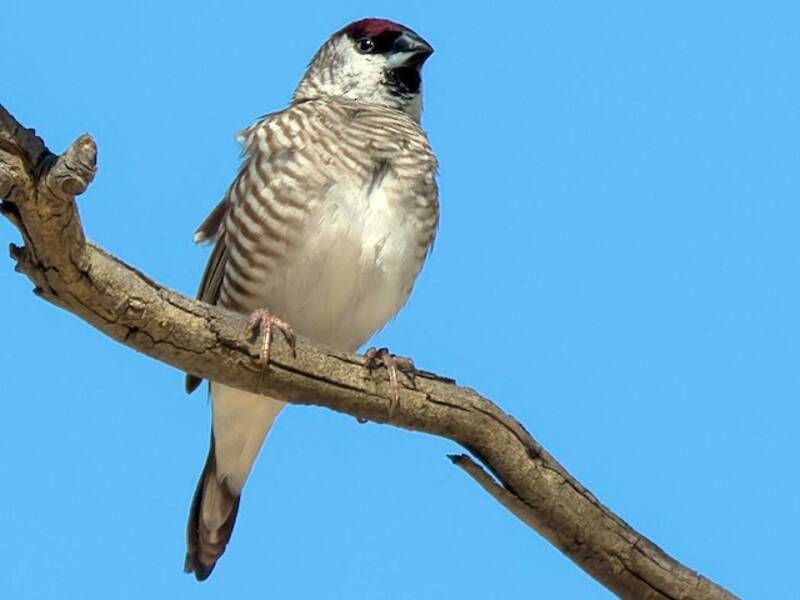 Plum-headed Finch, Photos 2