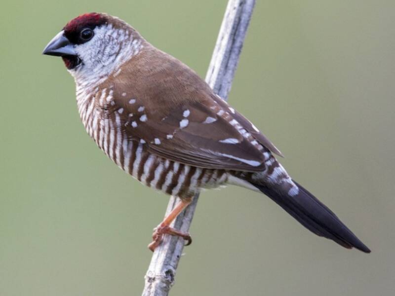 Plum-headed Finch, Photos 4