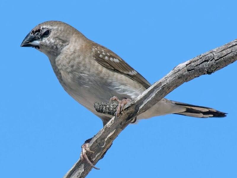 Plum-headed Finch, Photos 3