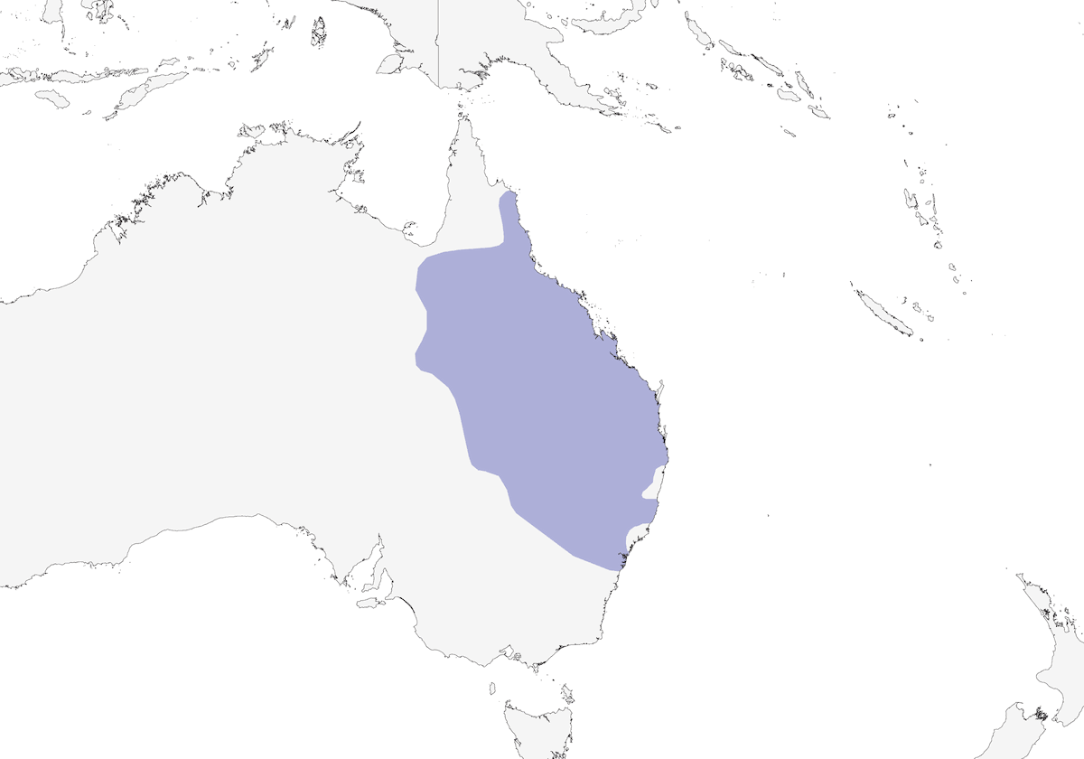 Plum-headed Finch, Distribution 1