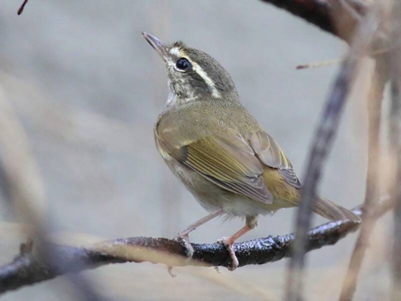 Pale-legged Leaf Warbler, 照片 2
