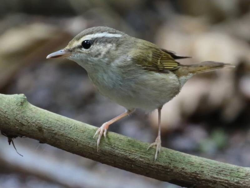 Pale-legged Leaf Warbler, 照片 3