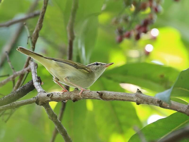 Pale-legged Leaf Warbler, 照片 4