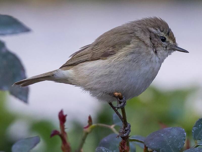 Plain Leaf Warbler, Photos 3