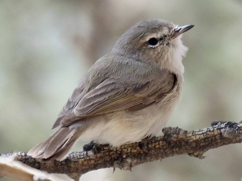 Plain Leaf Warbler, Photos 4