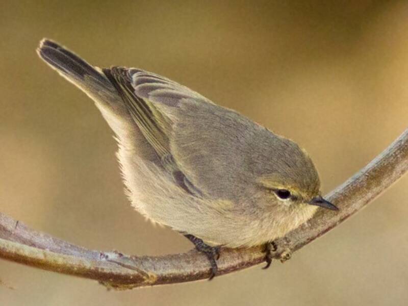 Plain Leaf Warbler, Photos 2