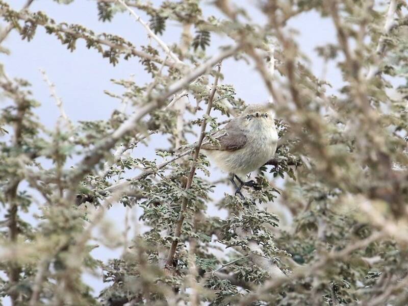 Mosquitero sencillo