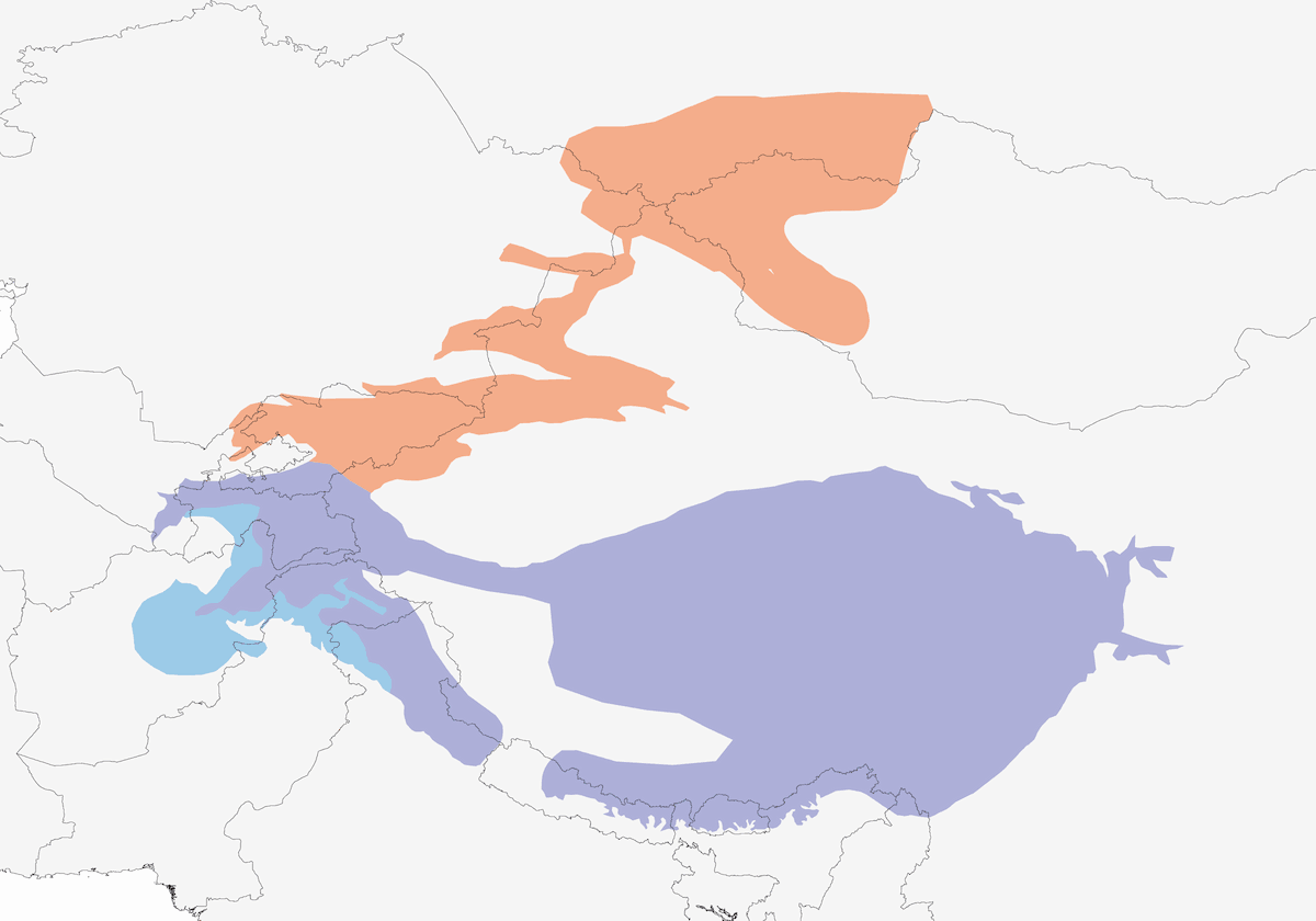 Fringuello di montagna semplice, Distribuzione 1