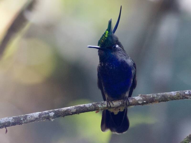 Diadem-Haubenkolibri, Fotos 3