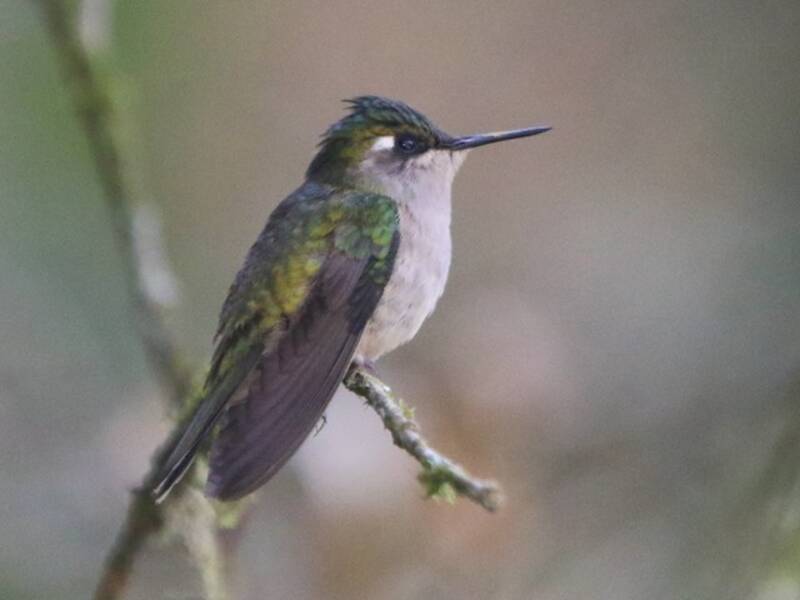 Diadem-Haubenkolibri, Fotos 4