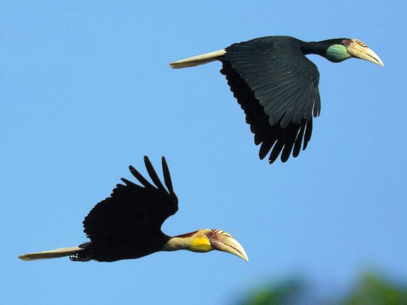 Nacktwangen-Hornvogel