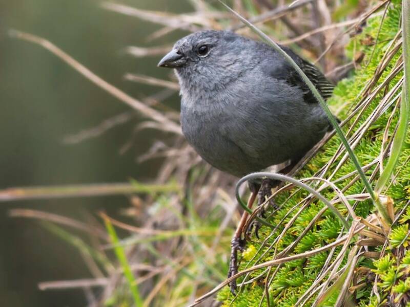 Plumbeous Sierra Finch